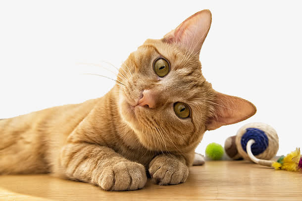 歪着头的小猫咪免抠