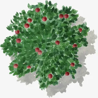 绿色果树杨梅水彩风手绘带投影免抠