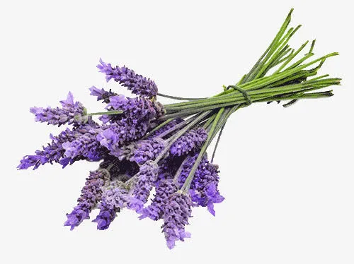 紫色薰衣草花束免抠