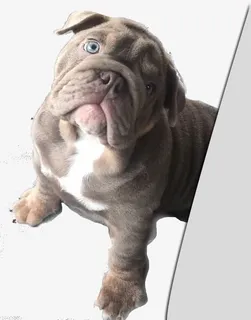 可怜的狗狗免抠