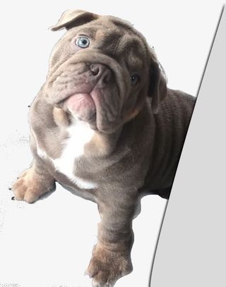 可怜的狗狗免抠