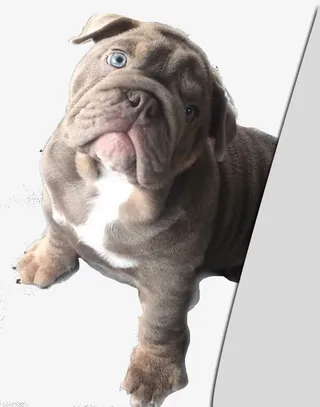 可怜的狗狗免抠