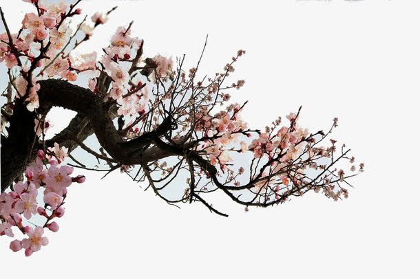 一枝杏花免抠
