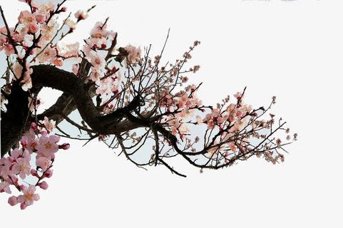 一枝杏花免抠