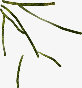 绿色创意设计树枝免抠