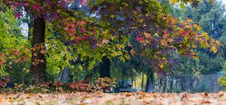 春季树林摄影banner高清