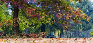 春季树林摄影banner高清