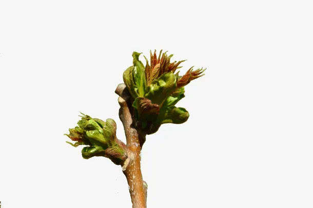 香椿嫩芽免抠