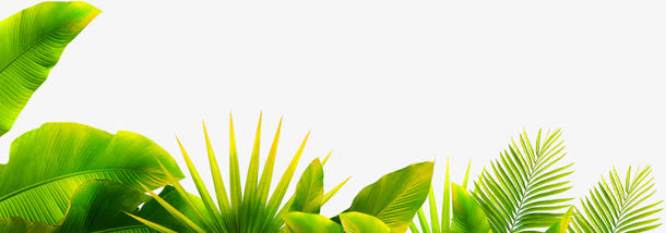 摄影海边绿色植物叶子效果免抠