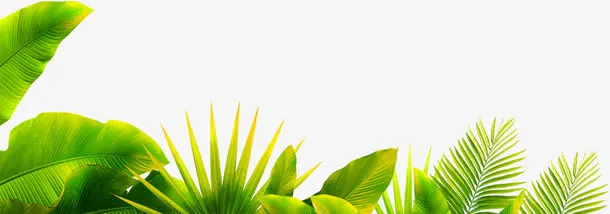 摄影海边绿色植物叶子效果免抠