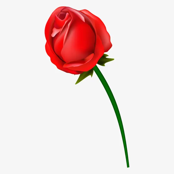 红玫瑰花矢量 PNG免抠