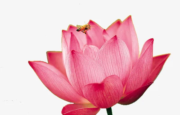 一朵粉色莲花免抠