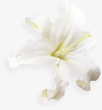 花 透明背景免扣png