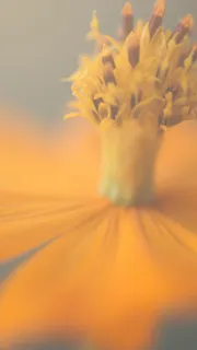 微距植物唯美手机H5背景高清