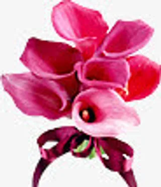 粉色盛开鲜艳花朵植物免抠