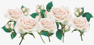 矢量粉玫瑰免抠