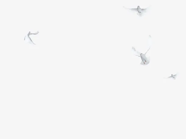 飞翔的鸽子免抠