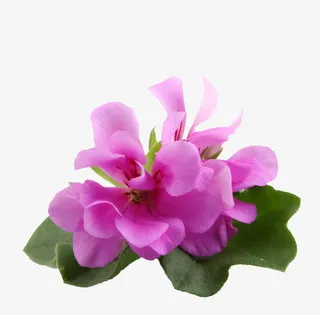 天竺葵花瓣免抠