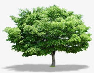 春季野外绿色清新大树免抠