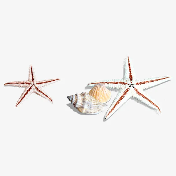 海星贝壳免抠
