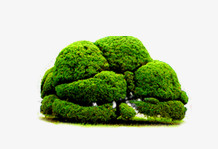 春天免抠