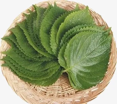 篮中的紫苏叶免抠