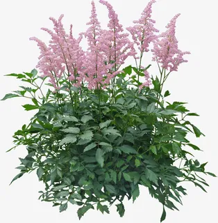 景观植物鼠尾草灌木从免抠 景观植物鼠尾草灌木从免抠
