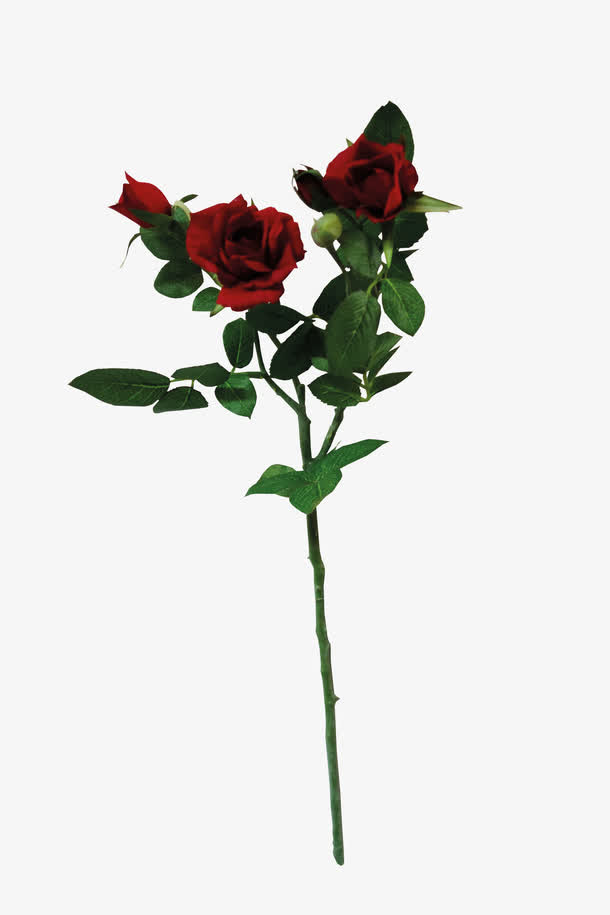 花卉免抠