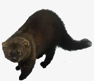 水貂善于潜水免抠