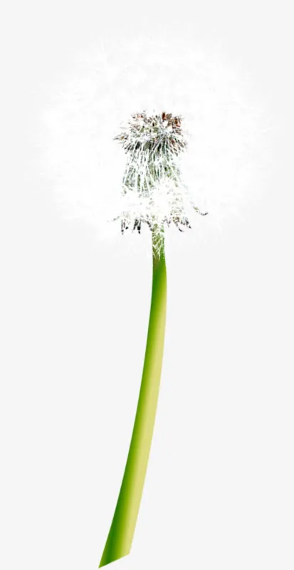 蒲公英素材免抠