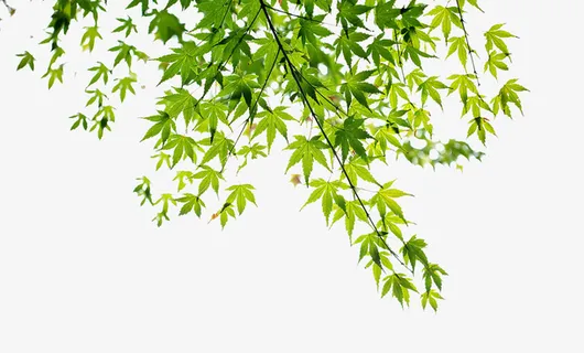 绿色叶子免抠