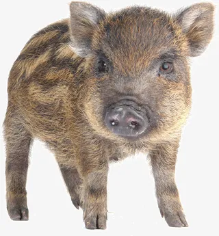 黑色的小猪仔免抠