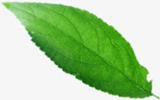 绿色春天风光树叶设计免抠