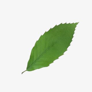绿色叶子免抠
