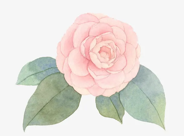 手绘山茶花元素免抠
