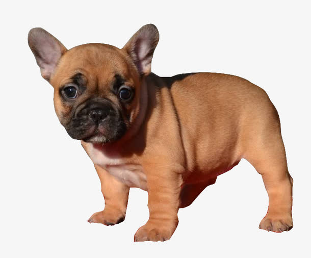 法国斗牛犬免抠
