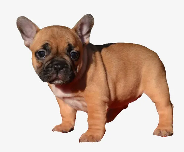 法国斗牛犬免抠