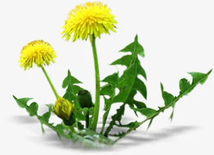 春天黄色蒲公英花朵装饰免抠