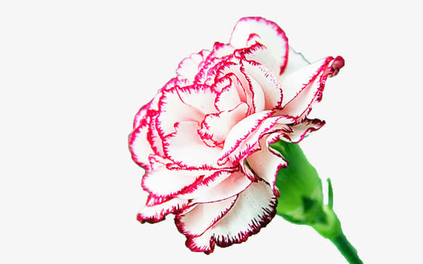 节日鲜花免抠