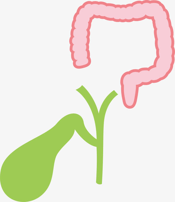 肠胃器官免抠