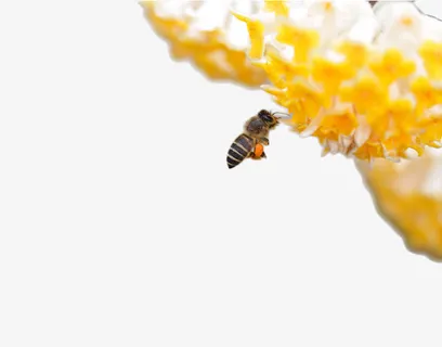 免抠素材蜜蜂图片免抠