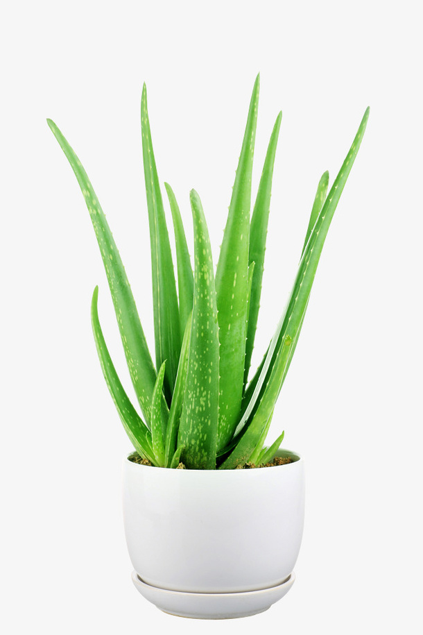 盆栽芦荟素材免抠