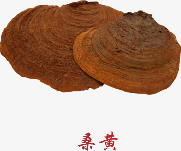 草药桑黄免抠