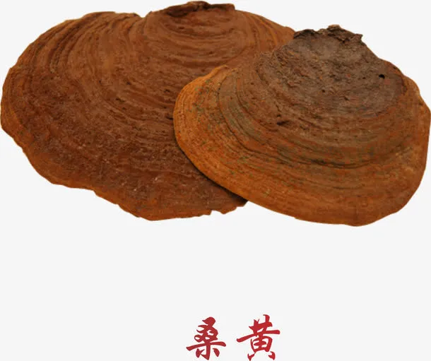 草药桑黄免抠