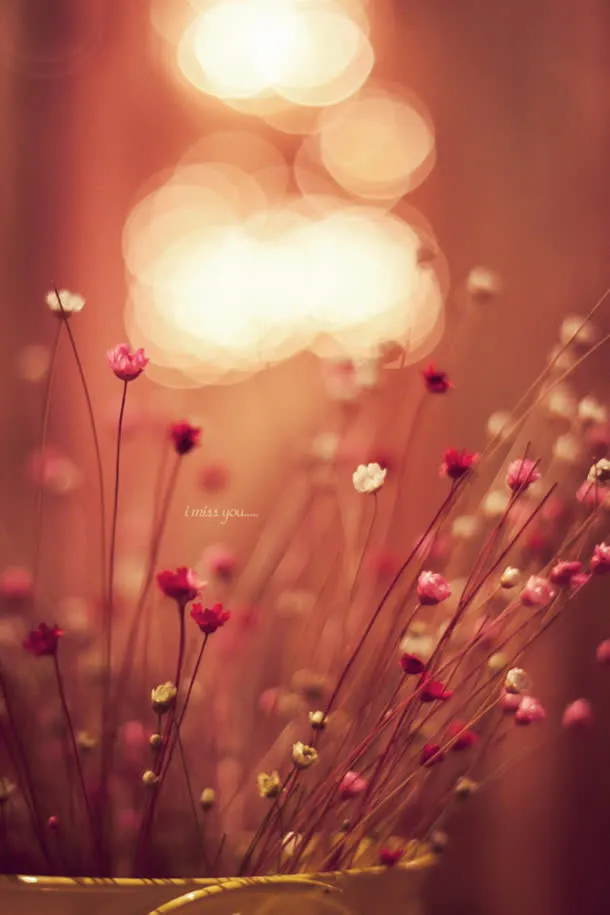 花卉摄影光斑小花免抠