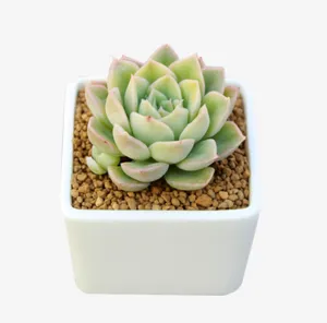 观音莲 多肉植物 月亮仙子盆栽免抠
