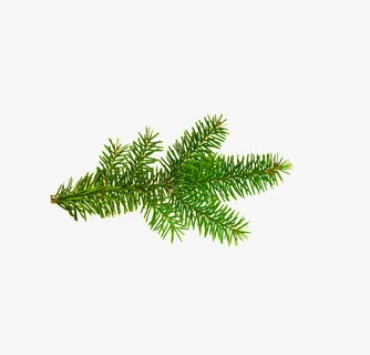 松树枝图片免抠