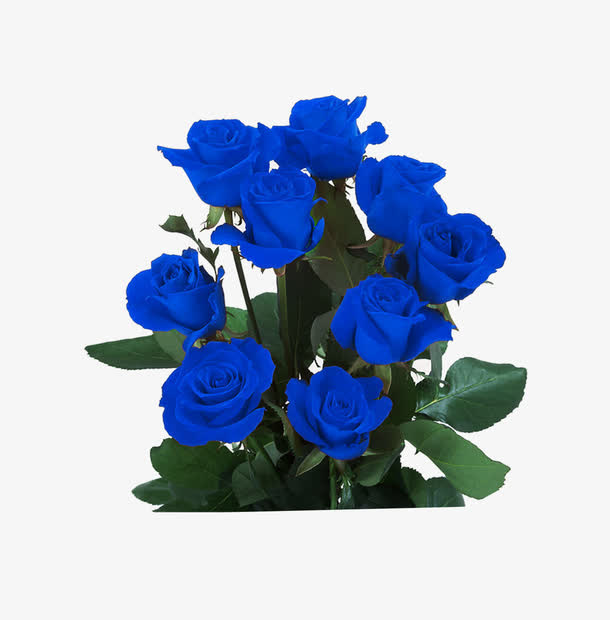 蓝色玫瑰免抠