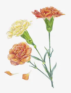 黄色和橙色康乃馨插画免抠