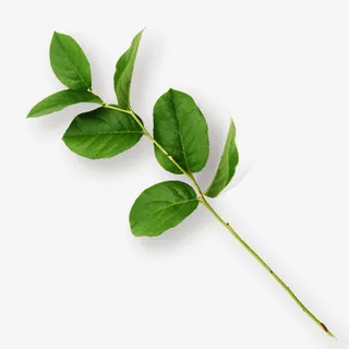 一枝小小的树叶免抠动植物植物元素 一枝小小的树叶免抠动植物植物元素